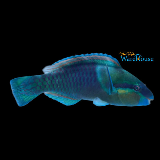 Bridled Parrotfish (Scarus frenatus)