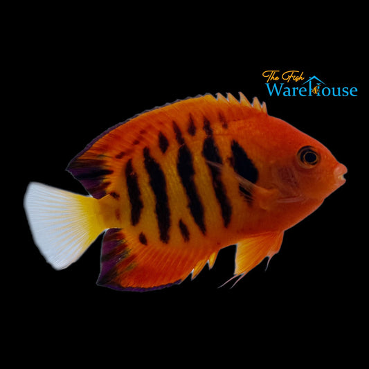 Flame Angelfish 'Christmas Island' (Centropyge loricula)