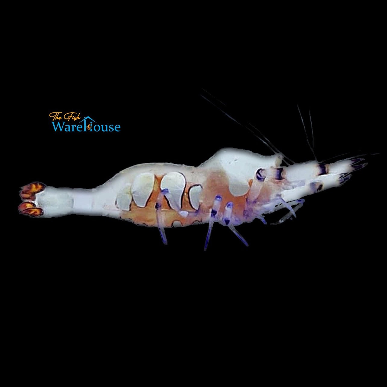 Anemone Shrimp (Ancylomenes magnificus)