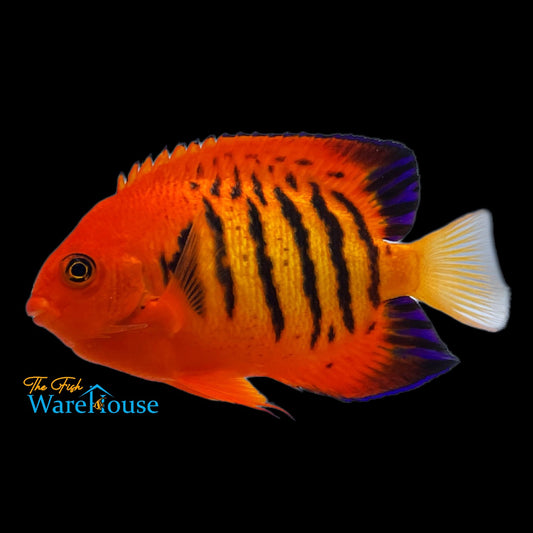 Flame Angelfish 'KWA' (Centropyge loricula)