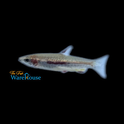 Gold Marginatus Pencilfish (Nannostomus marginatus gold)