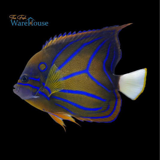 Annularis Angelfish - Adult (Pomacanthus annularis)