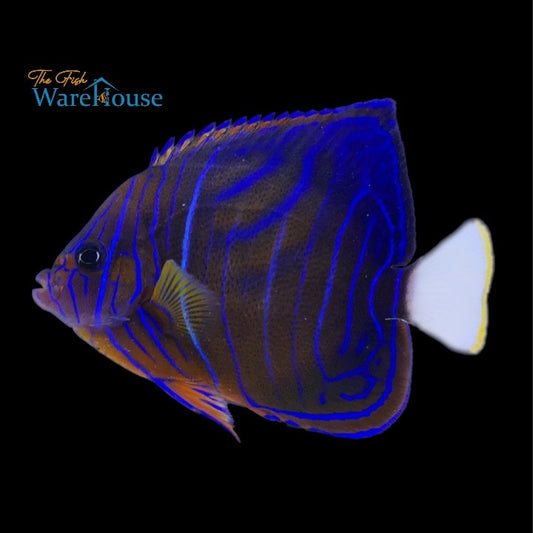 Annularis Angelfish - Transitioning (Pomacanthus annularis)