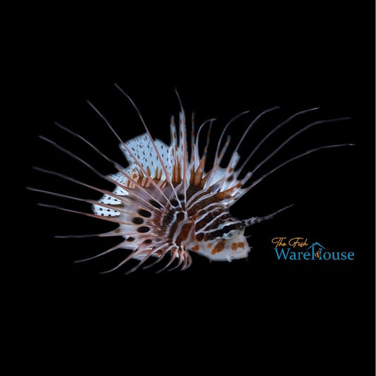 Antennata Lionfish (Pterois antennata)