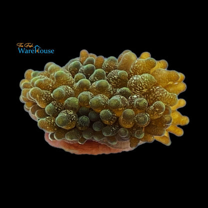 Acid Rain Bubble Tip Anemone (Entacmaea quadricolor)