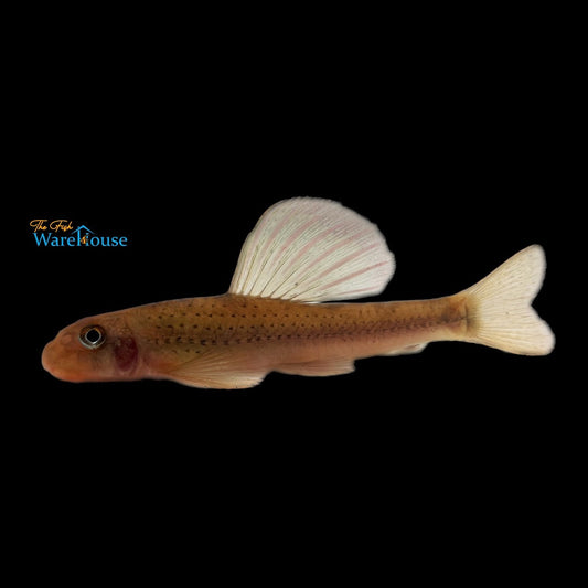 Sailfin Gudgeon (Microphysogobio tafangensis)