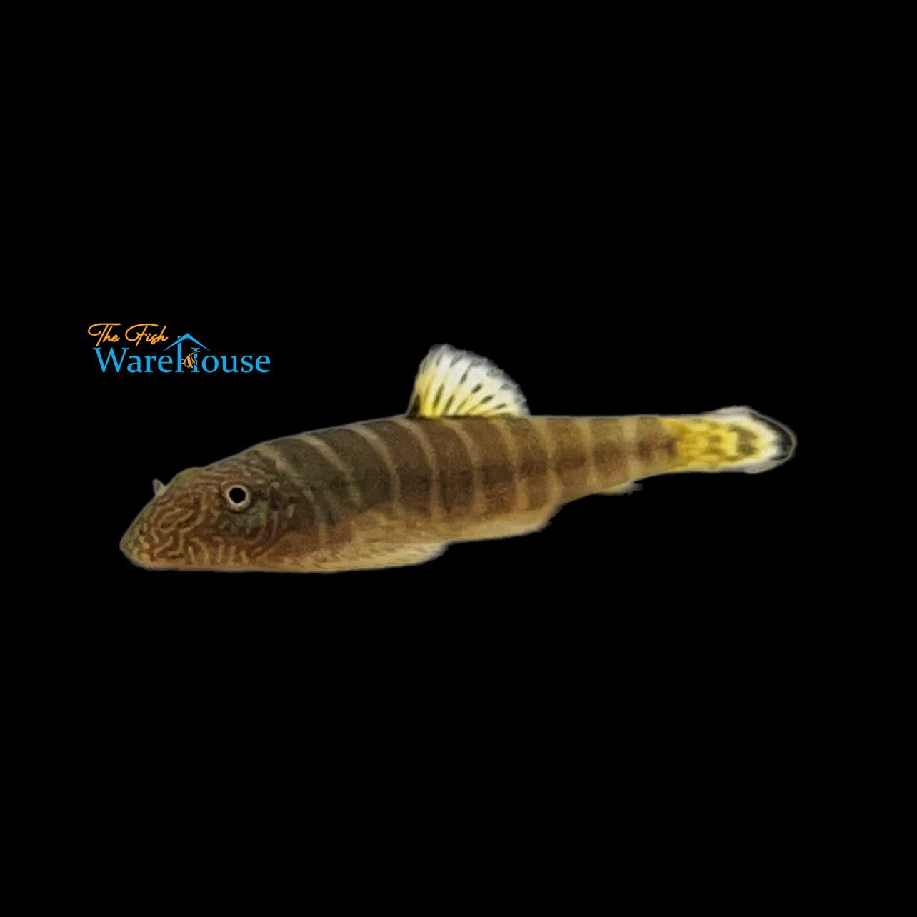 Yellowfin Borneo Sucker (Gastromyzon viriosus)