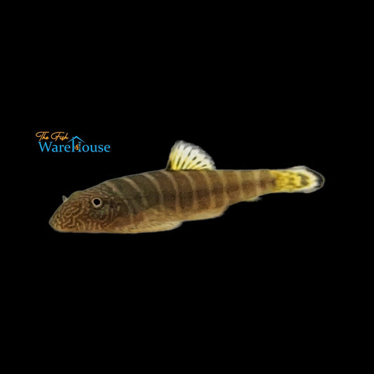 Yellowfin Borneo Sucker (Gastromyzon viriosus)