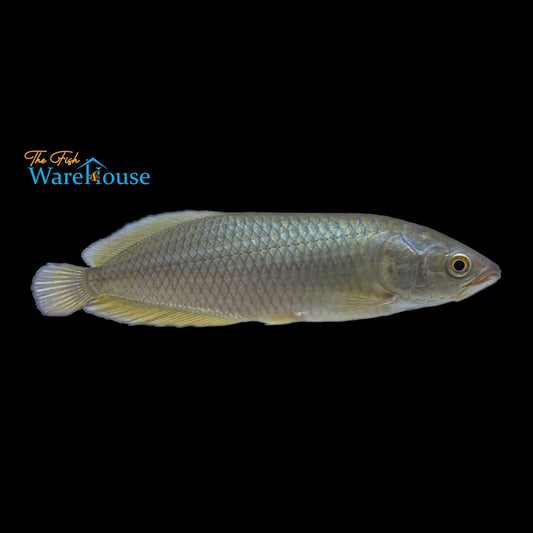 African Arowana (Heterotis niloticus)