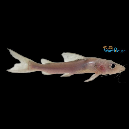 African Bigeye Catfish (Chrysichthys longipinnis)