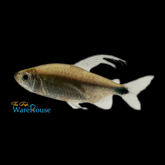 African Blue Diamond Tetra (Alestopetersius smykalai)