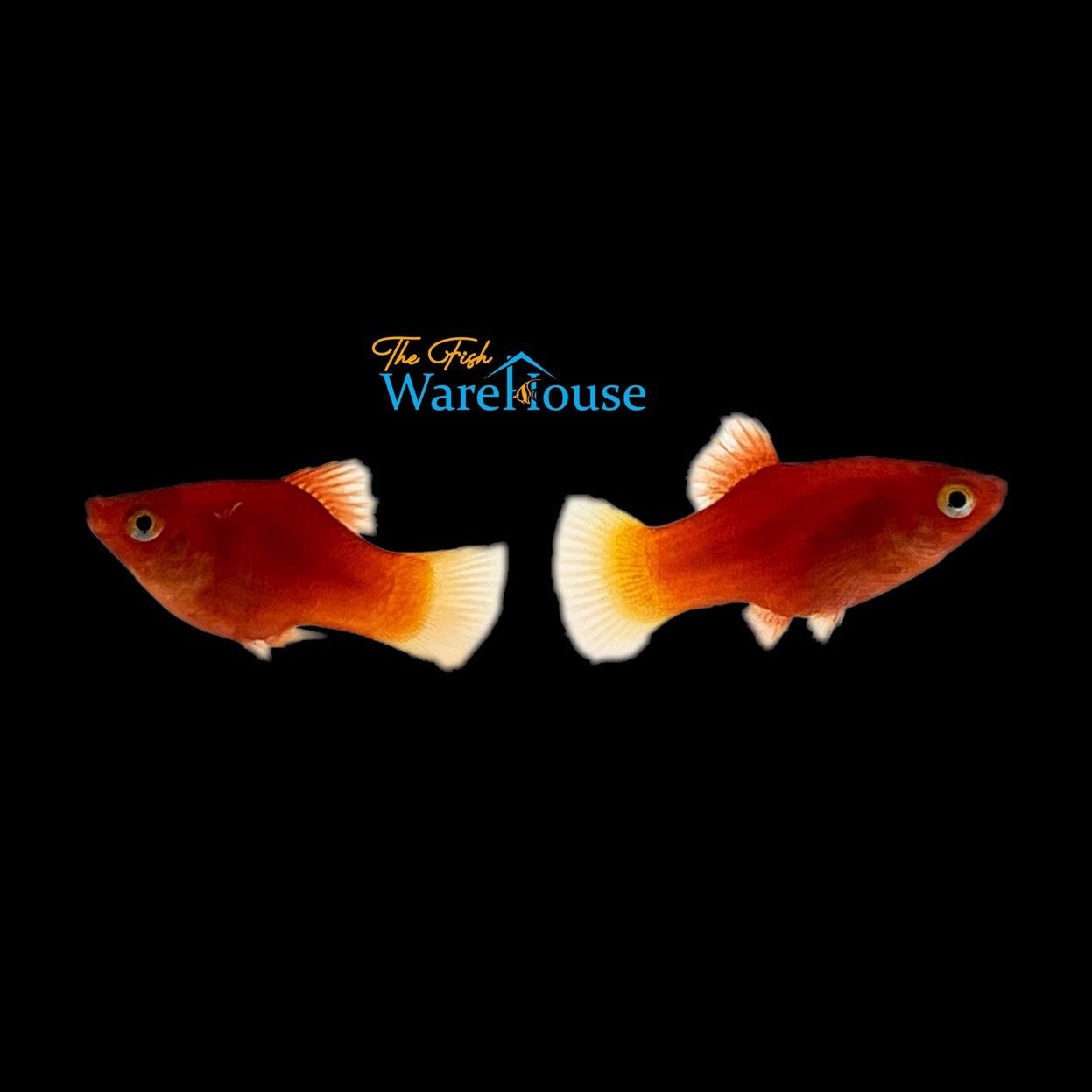 Dwarf Red Coral Platy (Xiphophorus maculatus) – The Fish Warehouse