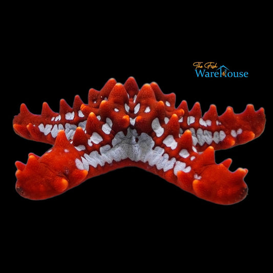 African Crimson Knobbed Starfish (Protoreaster linckii)