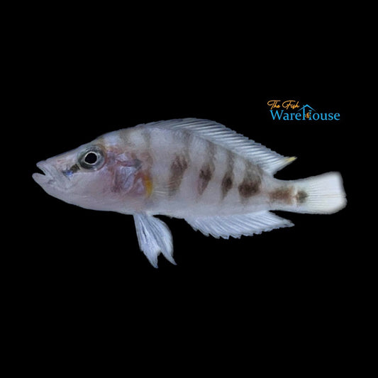 Dwarf Sumbu Compressiceps (Altolamprologus compressiceps 'Sumbu')