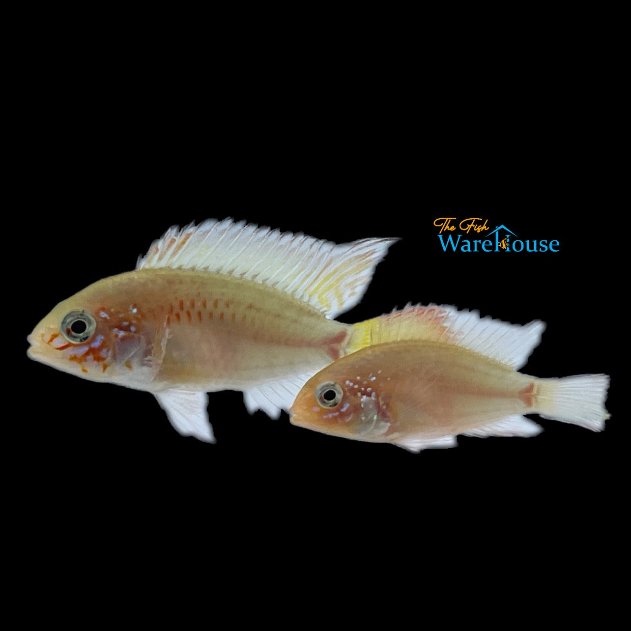 Gold Apisto. Macmasteri 'Red Neck' (Apistogramma macmasteri gold red neck)