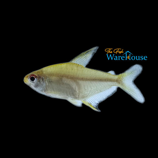 Lemon Tetra (Hyphessobrycon pulchripinnis)