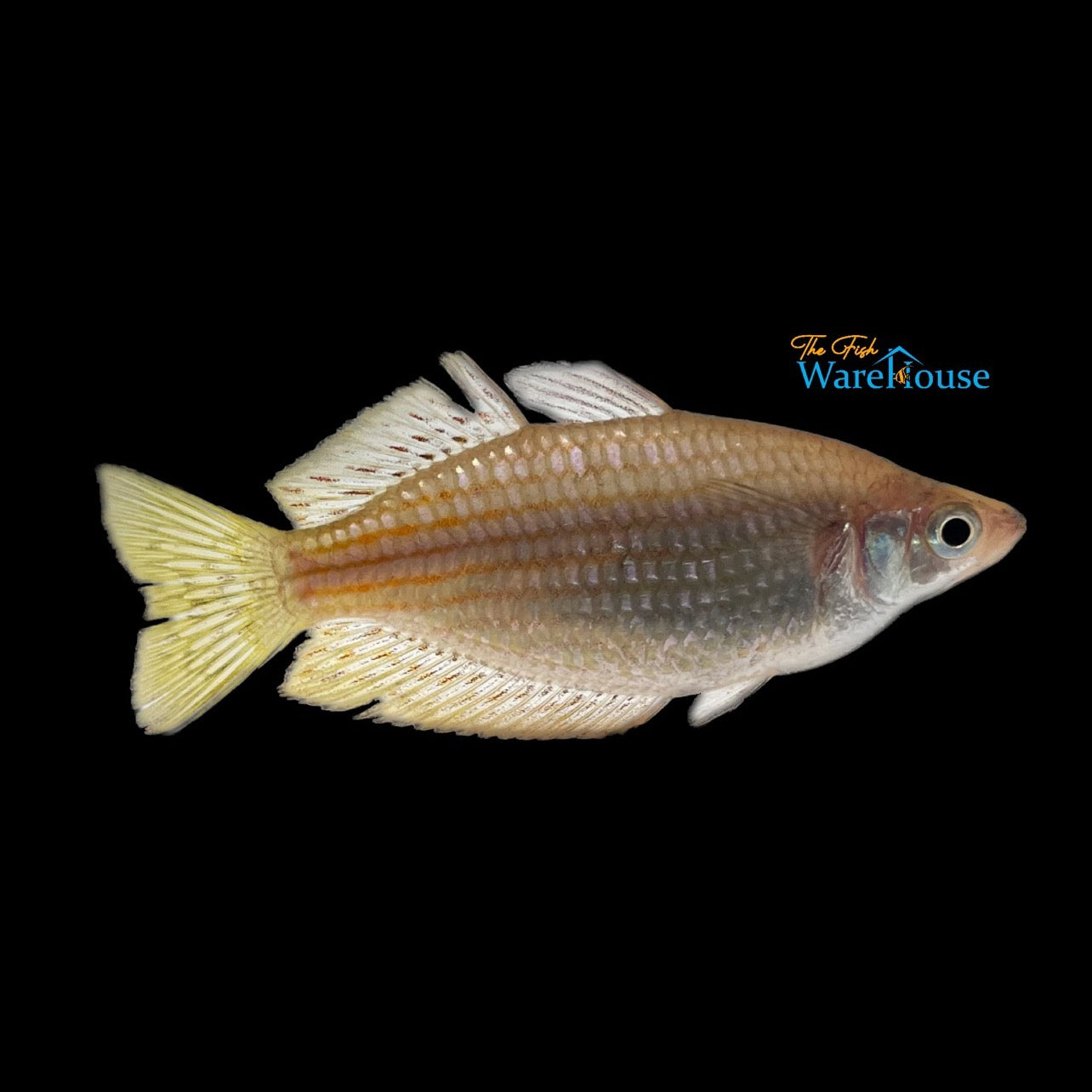 Eastern Rainbowfish (Melanotaenia splendida splendida)