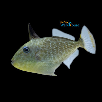 Goldenback Trigger (Xanthichthys caeruleolineatus)