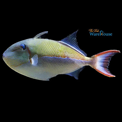 Goldenback Trigger (Xanthichthys caeruleolineatus)