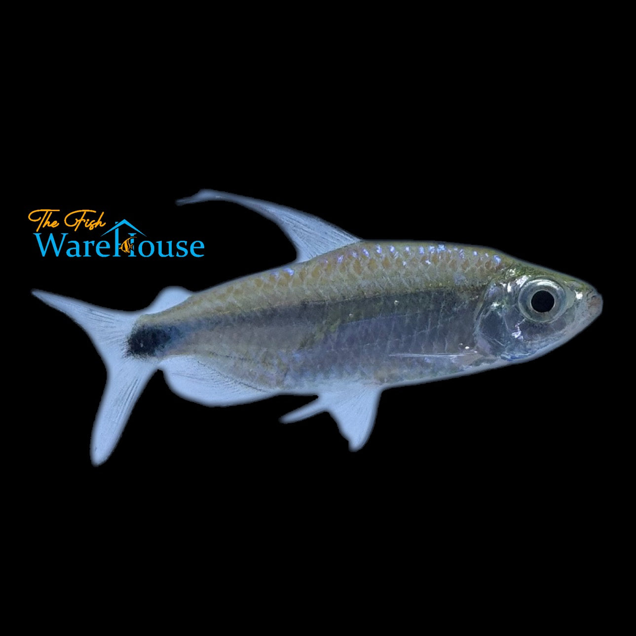 African Blue Diamond Tetra (Alestopetersius smykalai)