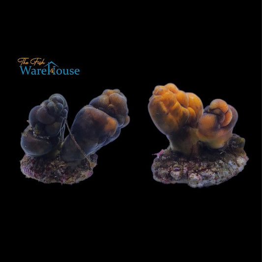 Aquacultured Color Tunicate (Polycarpa sp.)