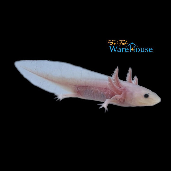 Leucistic Axolotl (Ambystoma mexicanum)