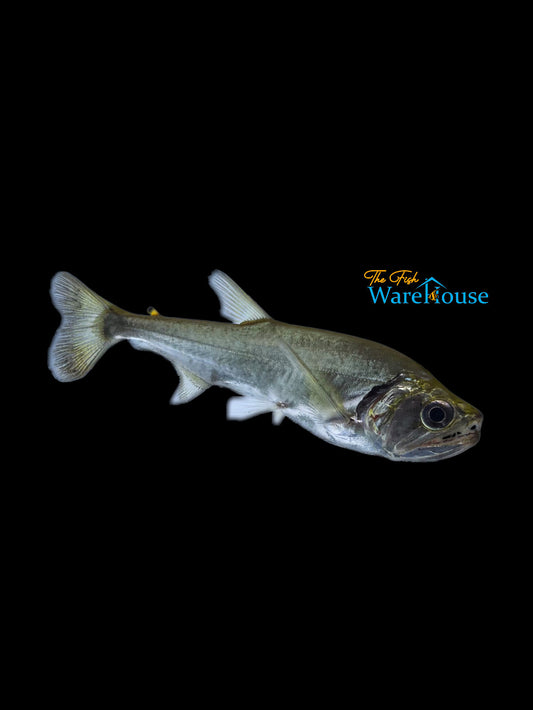 Armatus 'Vampire Tetra' (Hydrolycus armatus)