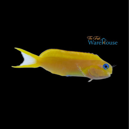 Golden Midas Blenny (Ecsenius midas)