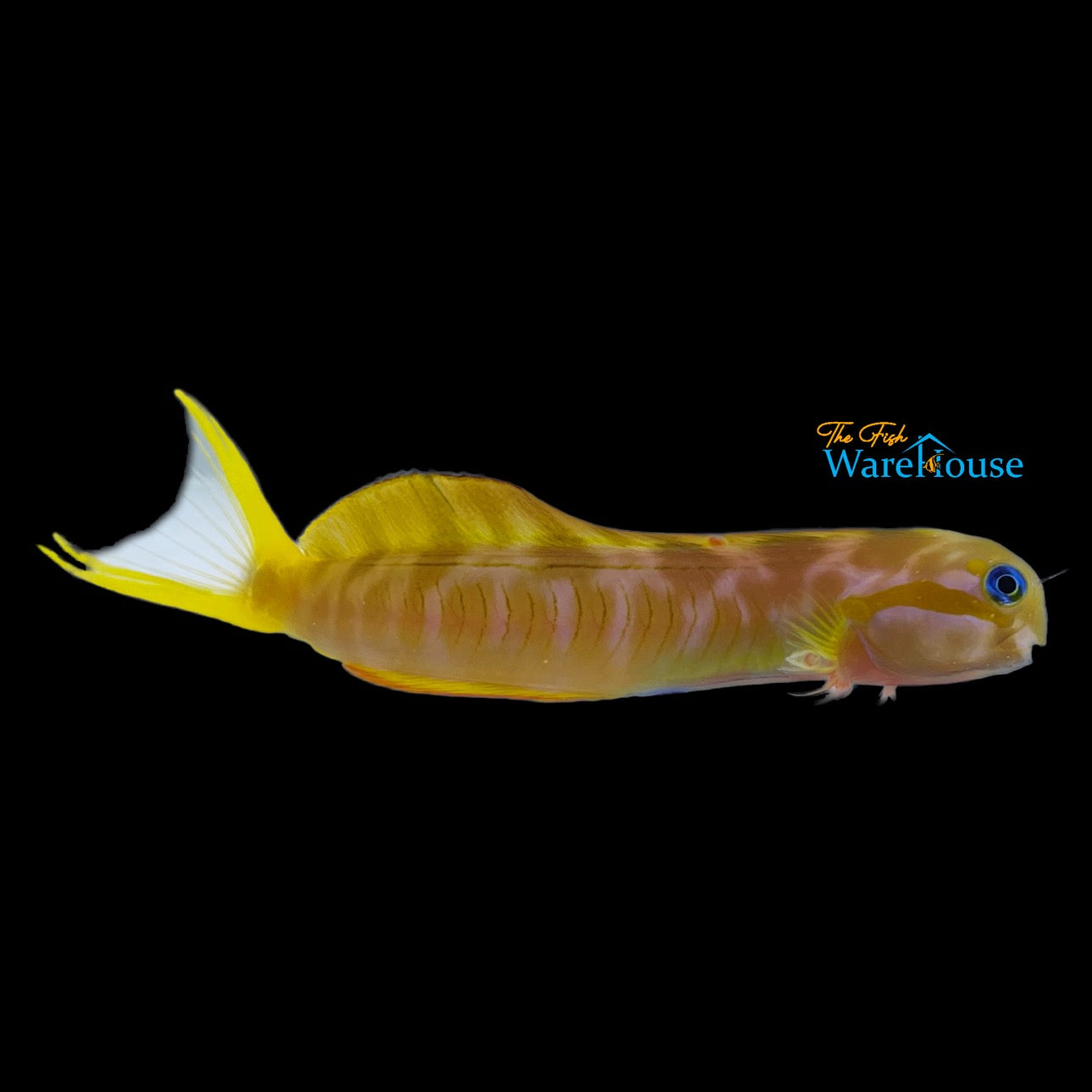 Golden Midas Blenny (Ecsenius midas)