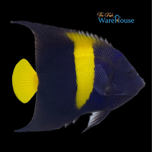 Asfur Angelfish - Adult (Pomacanthus asfur)