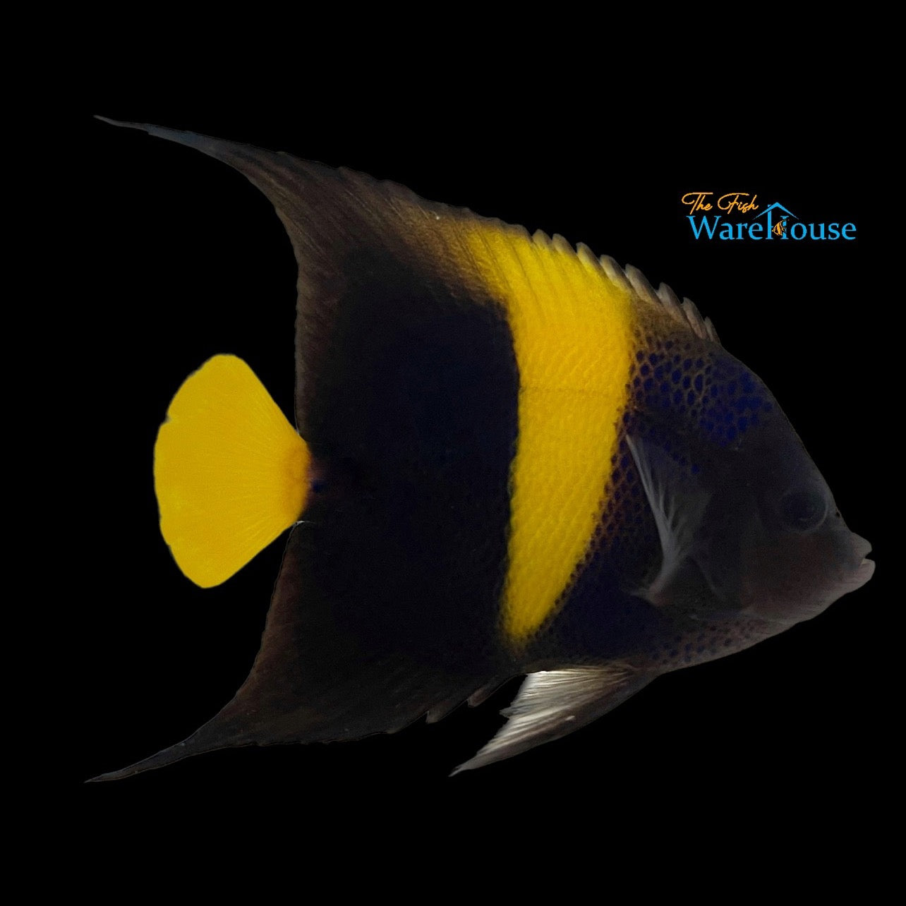 Asfur Angelfish - Adult (Pomacanthus asfur)