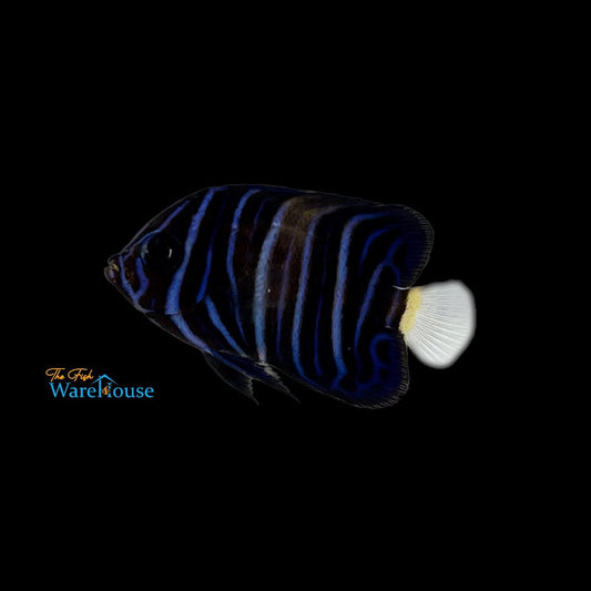 Asfur Angelfish - Juvenile 'Captive Bred' (Pomacanthus asfur)
