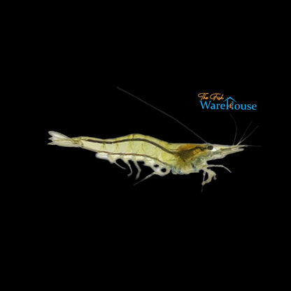 Asian Glass Shrimp (Macrobrachium lanchesteri)