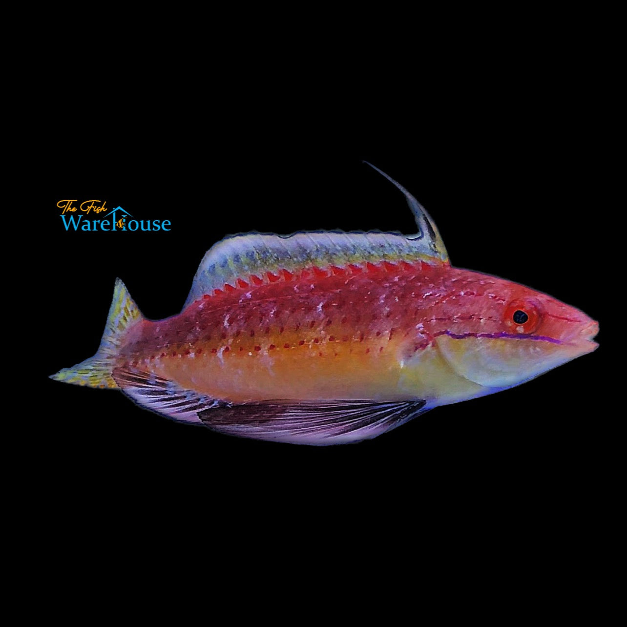 African Longfin Fairy Wrasse (Cirrhilabrus africanus)