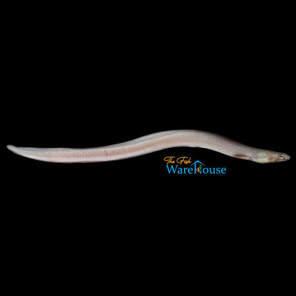 Conger Eel (Conger oceanicus)