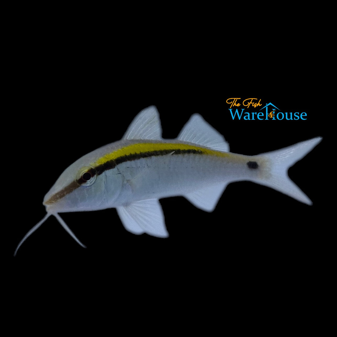 Yellow Back Goatfish (Parupeneus barberinus)