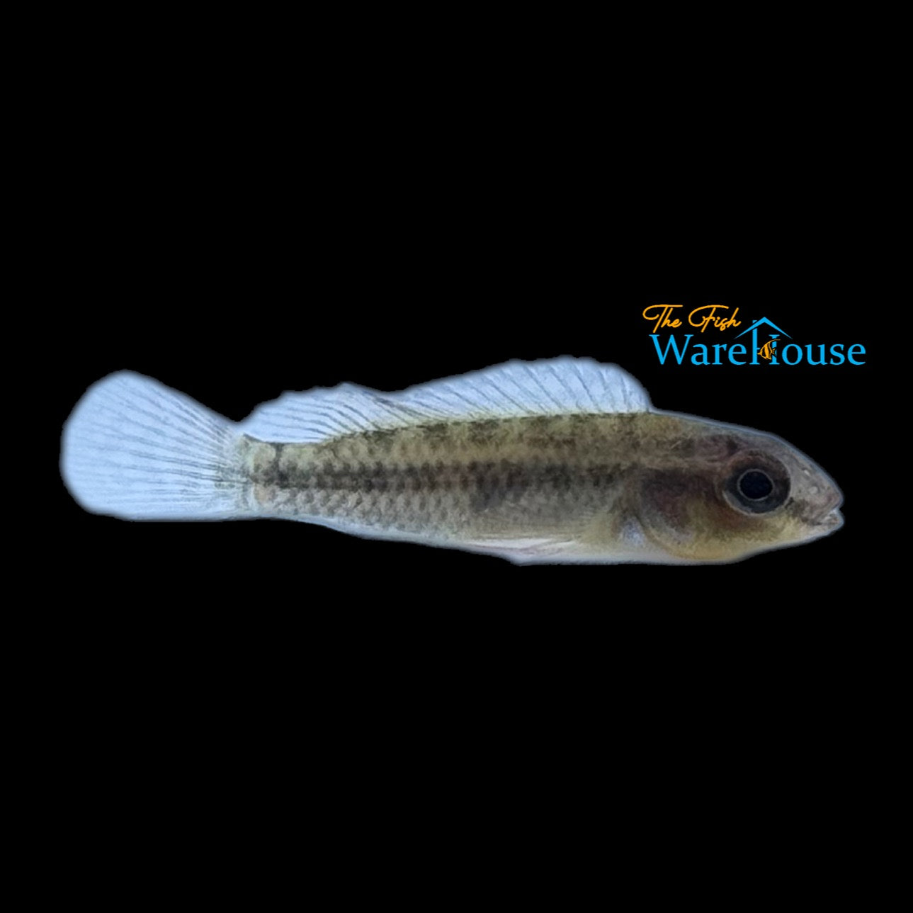 Dimidiatus Dwarf Cichlid (Congochromis dimidiatus)