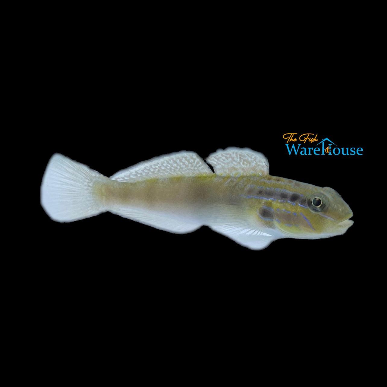 Head Stripe Sleeper Goby (Amblygobius stethophthalmus)