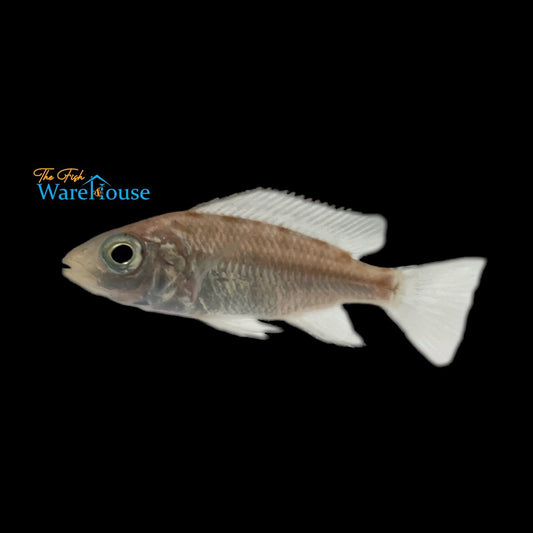 Eclectochromis Lobochilus