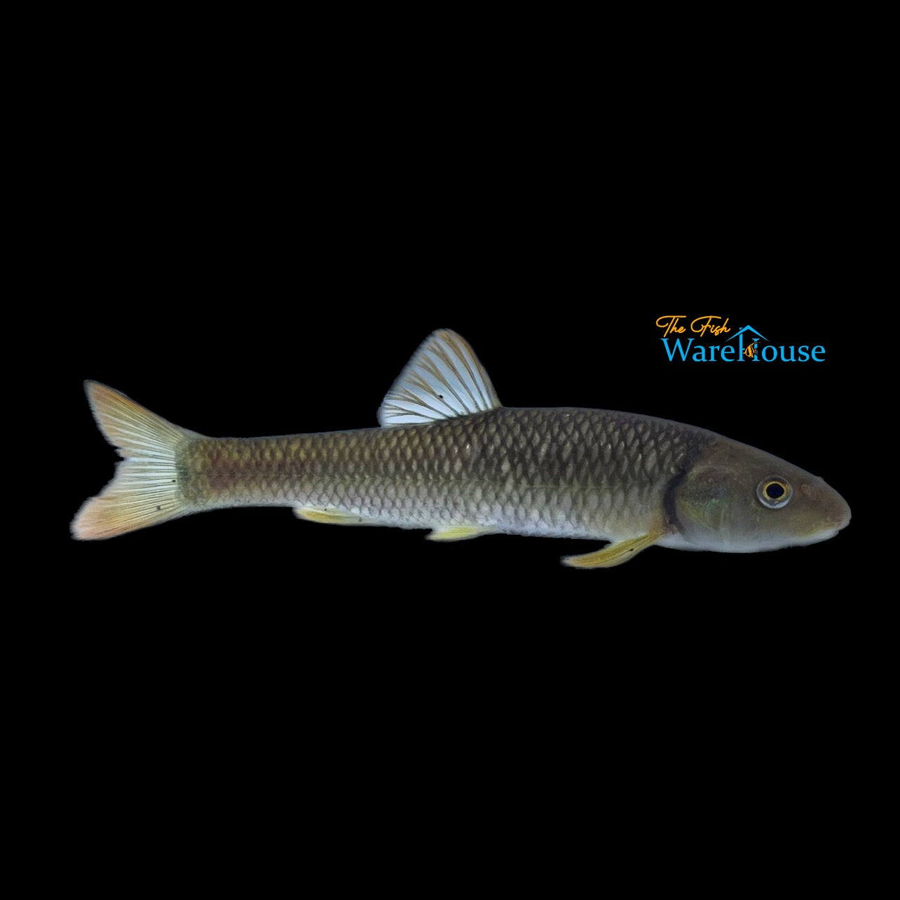 Bluehead Chub (Nocomis leptocephalus)