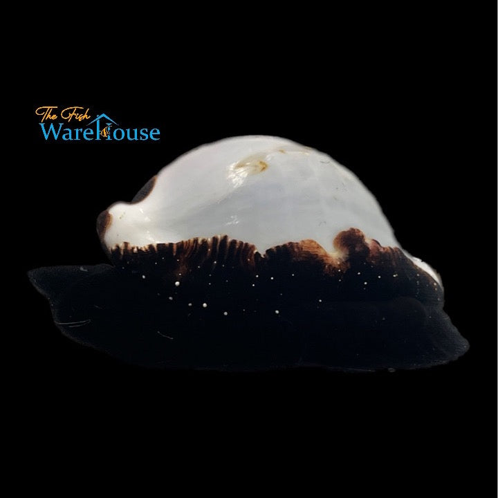 Egg Cowrie Snail (Ovula ovum)