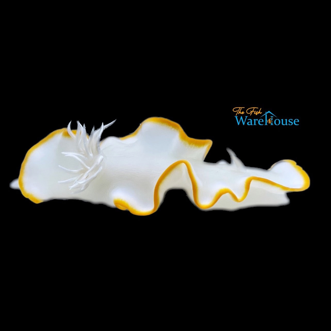 Egretta Nudibranch (Ardeadoris egretta)