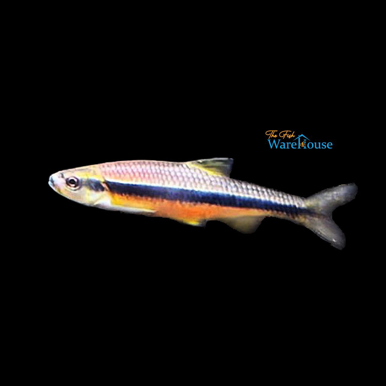 Yellowfin Shiner (Notropis lutipinnis)