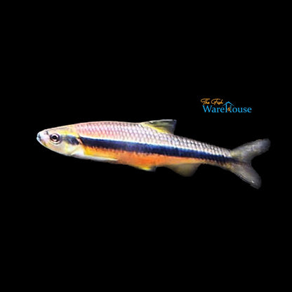 Yellowfin Shiner (Notropis lutipinnis)