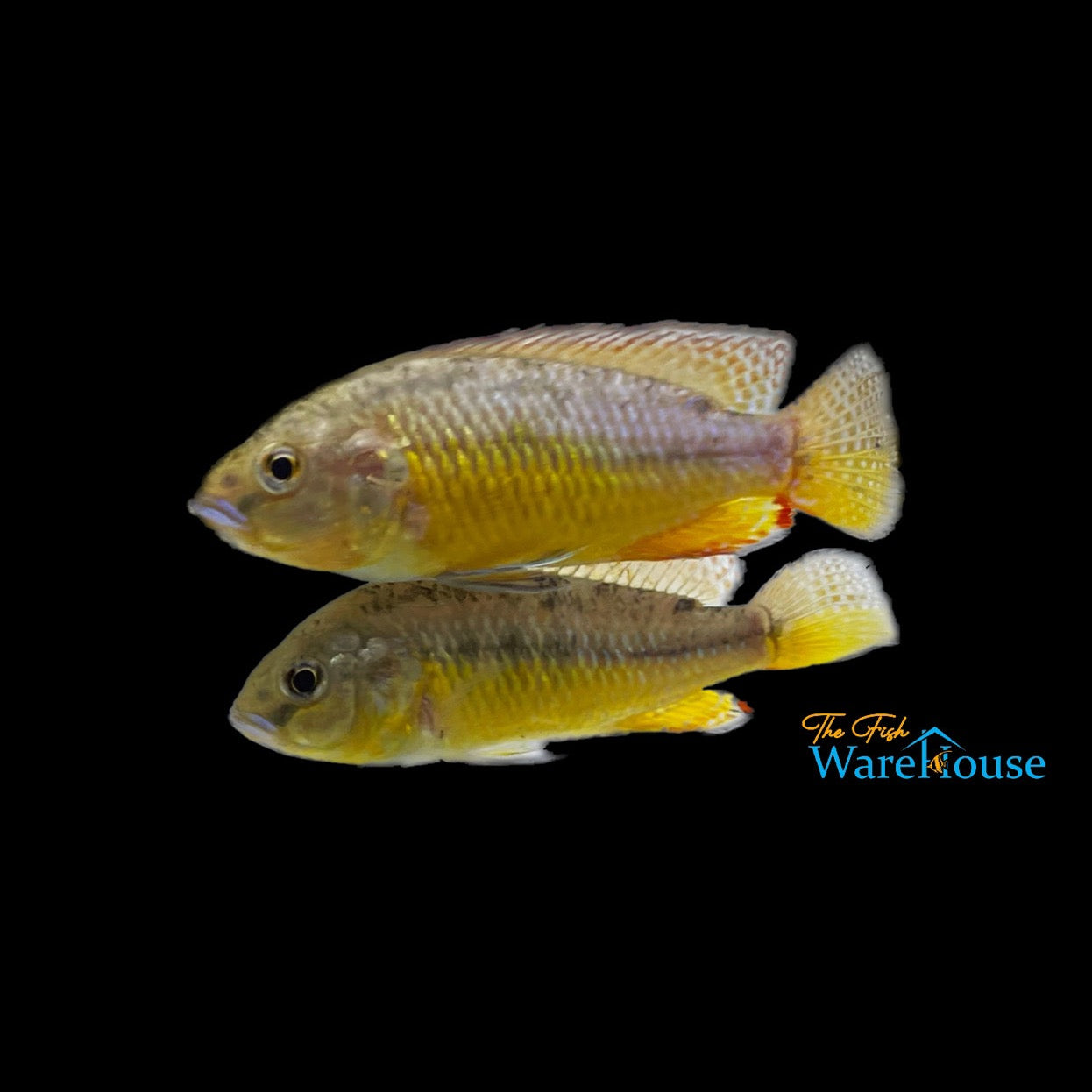 Egyptian Mouthbrooder Cichlid (Pseudocrenilabrus multicolor)