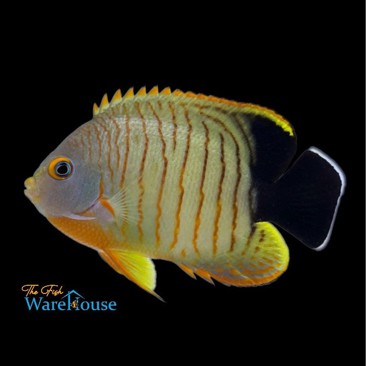 Eibli Angelfish (Centropyge eibli)