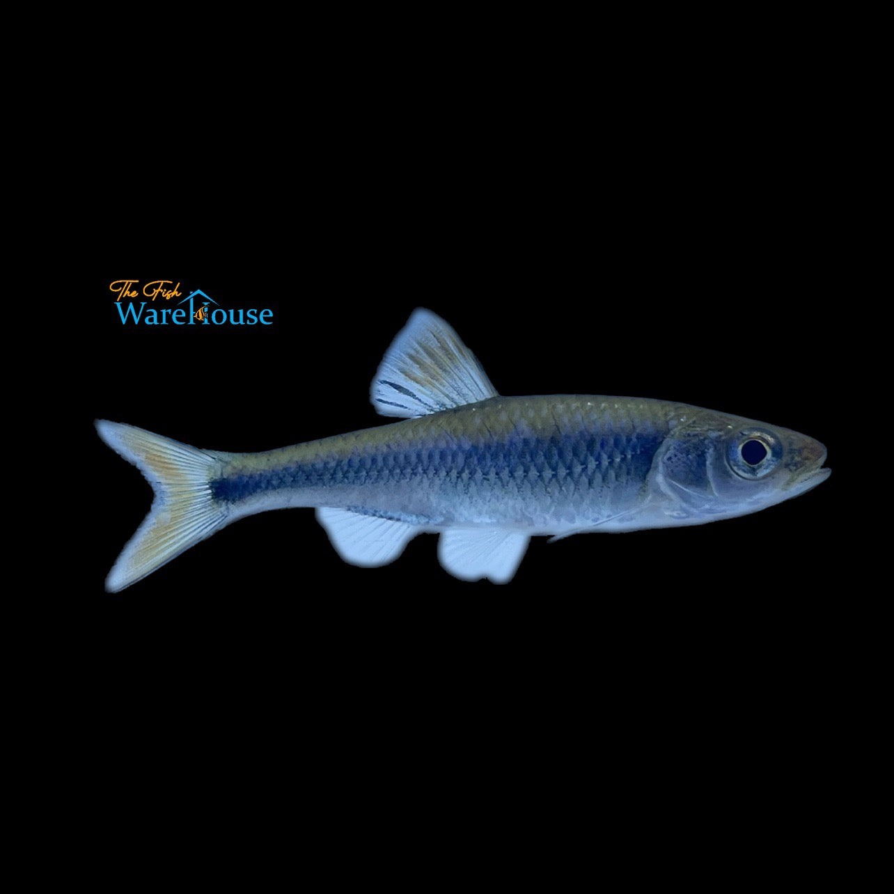 Fieryblack Shiner (Cyprinella pyrrhomelas)