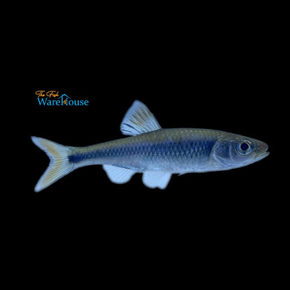 Fieryblack Shiner (Cyprinella pyrrhomelas)