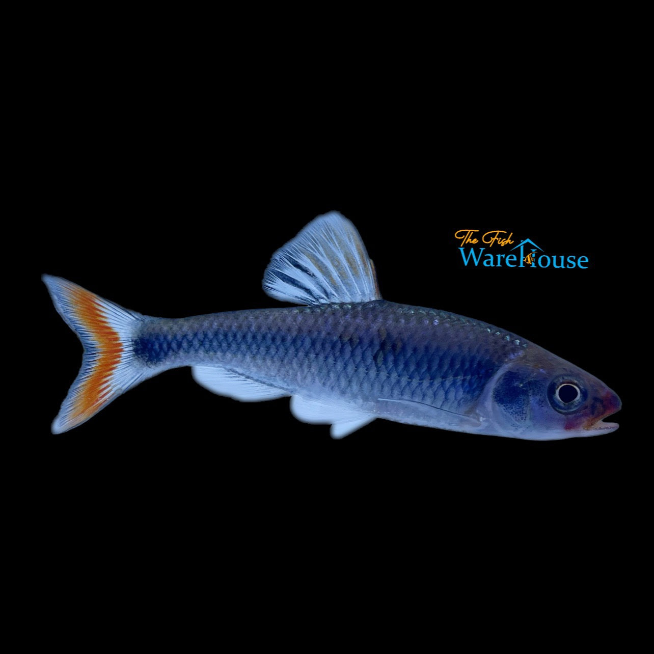 Fieryblack Shiner (Cyprinella pyrrhomelas)