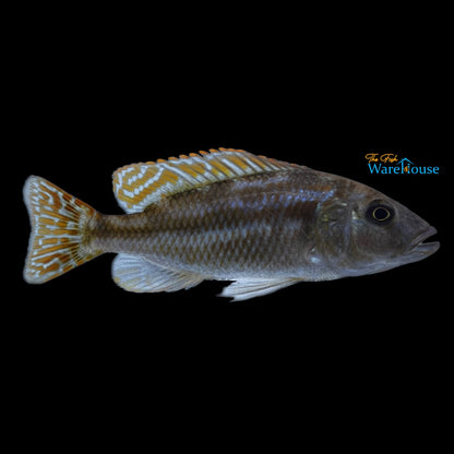 Livingstoni Cichlid (Nimbochromis livingstonii)